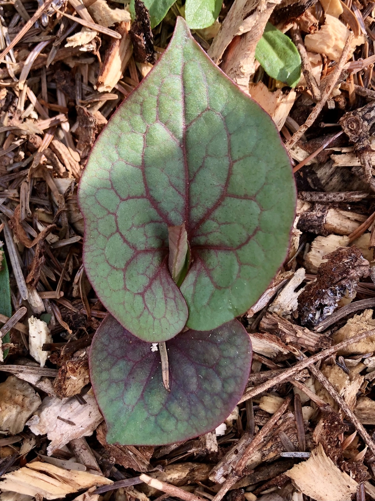 Heart shaped leaf - March 6 - Wake Co., NC