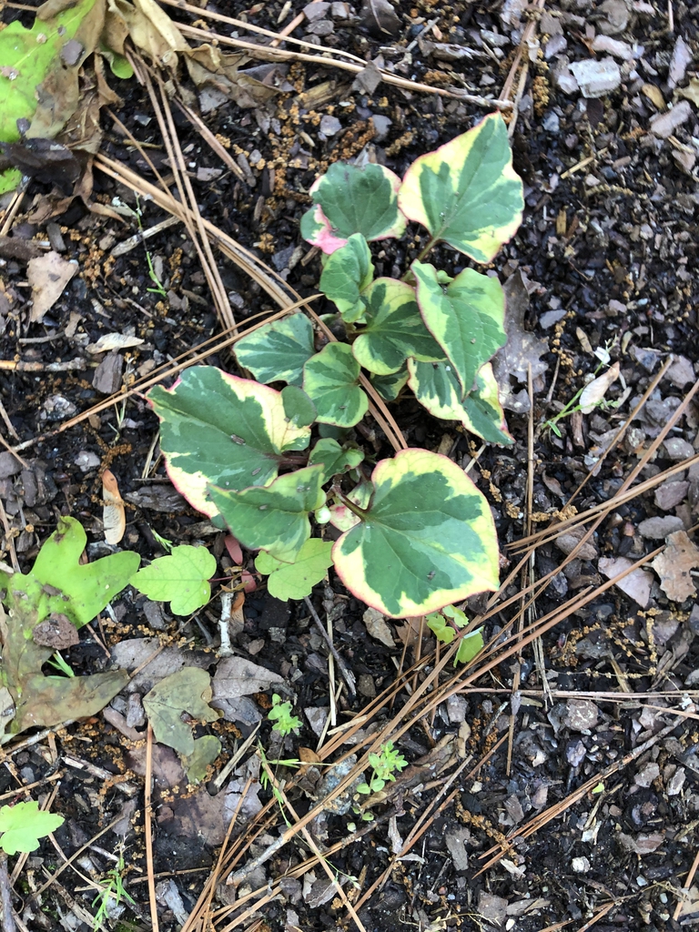 Houttuynia cordata