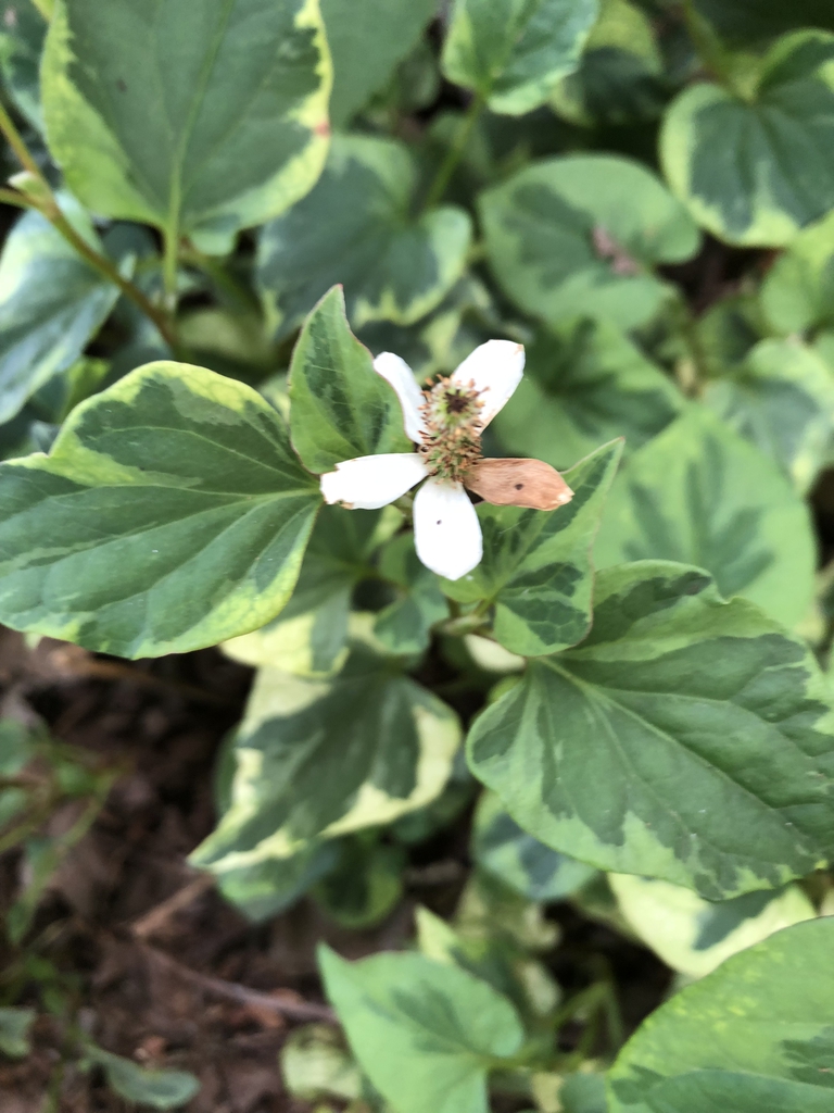 Houttuynia cordata