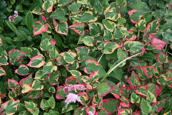Houttuynia cordata