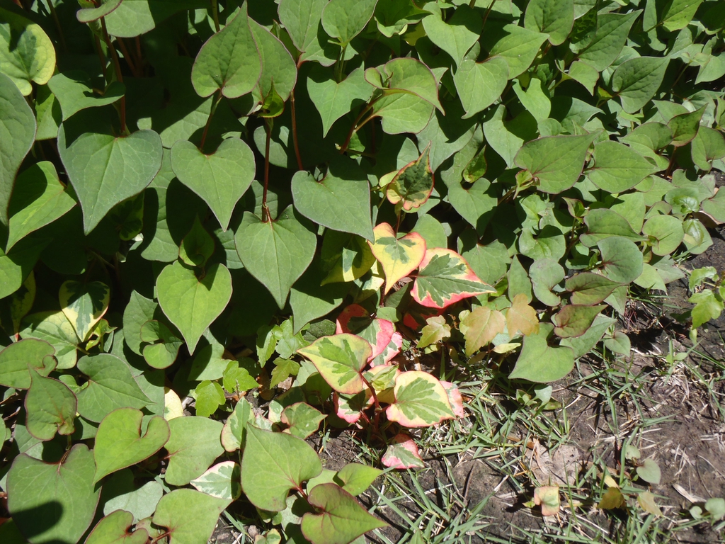 Houttuynia cordata