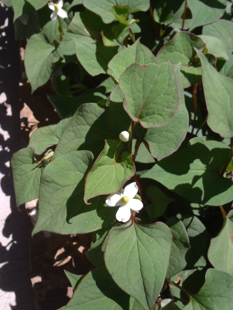 Houttuynia cordata