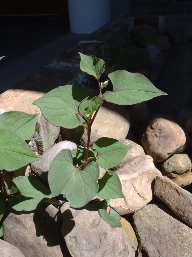 Houttuynia cordata