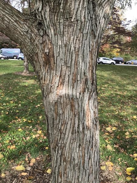 Brown fissured bark