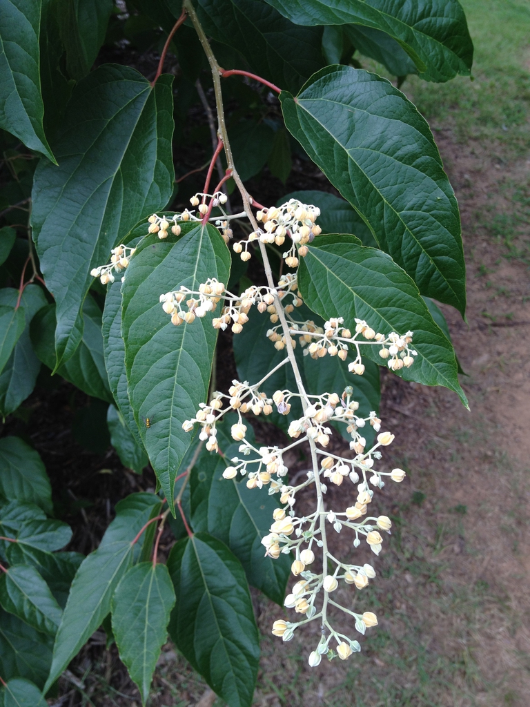 Hovenia dulcis