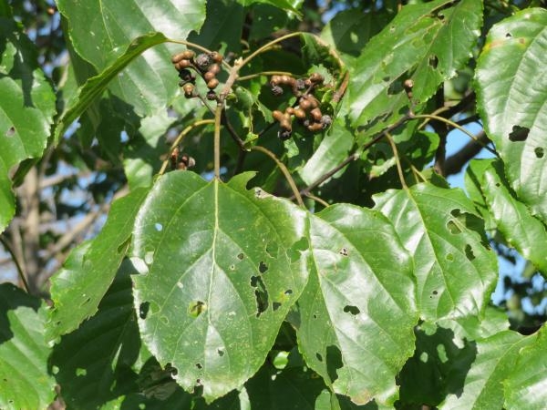 Green oval leaves