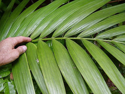 Howea forsteriana	