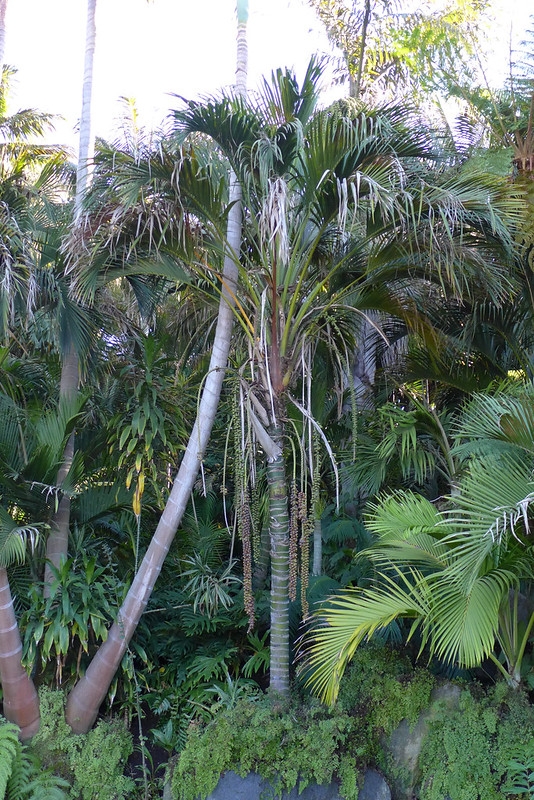 Palm with recurved pinnate leave.