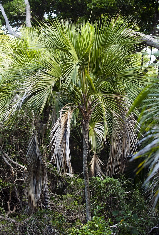 Single stemmed, pinnate-leaved palm
