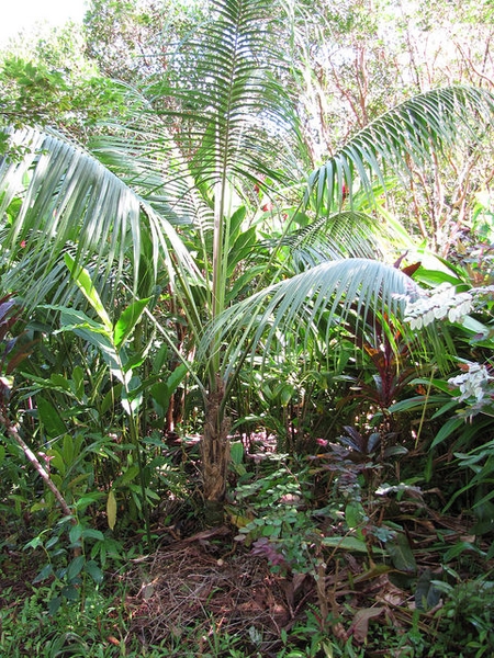 Howea forsteriana	