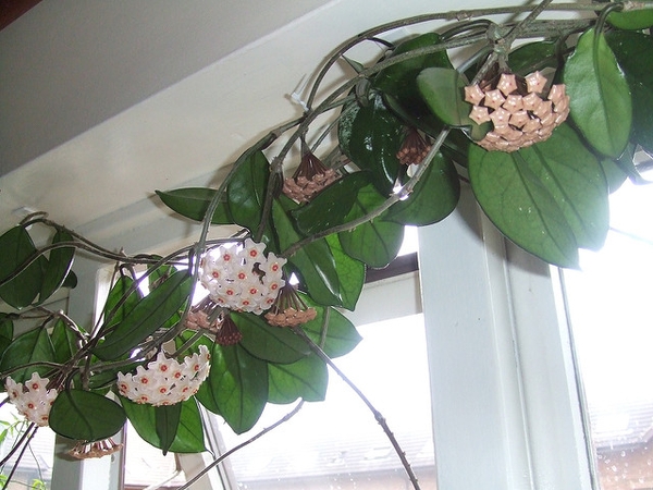 Hoya carnosa