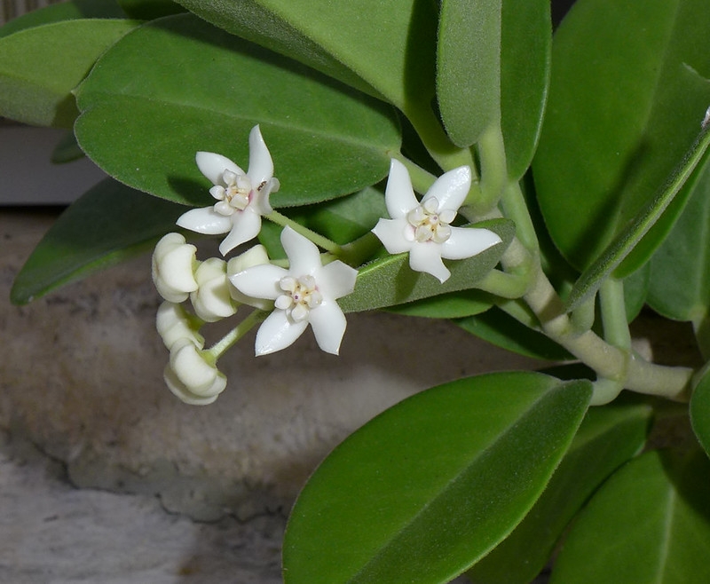 White waxy star-shaped flowers and matte green leaves.