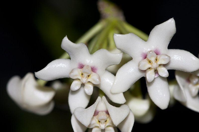 Umbels of white, waxy star-shaped flowers.