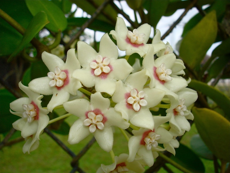 White waxy star-shaped flowers and matte green leaves.