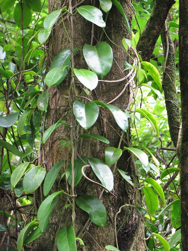 Climber with ovate leaves scaling a tree trunk