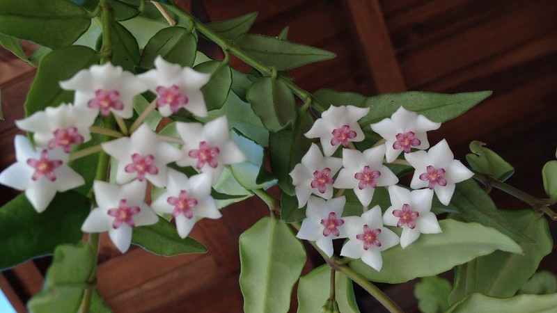 Vine with lanceolate leaves and umbels of white & pink flowers.