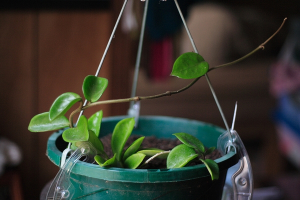 Hoya carnosa