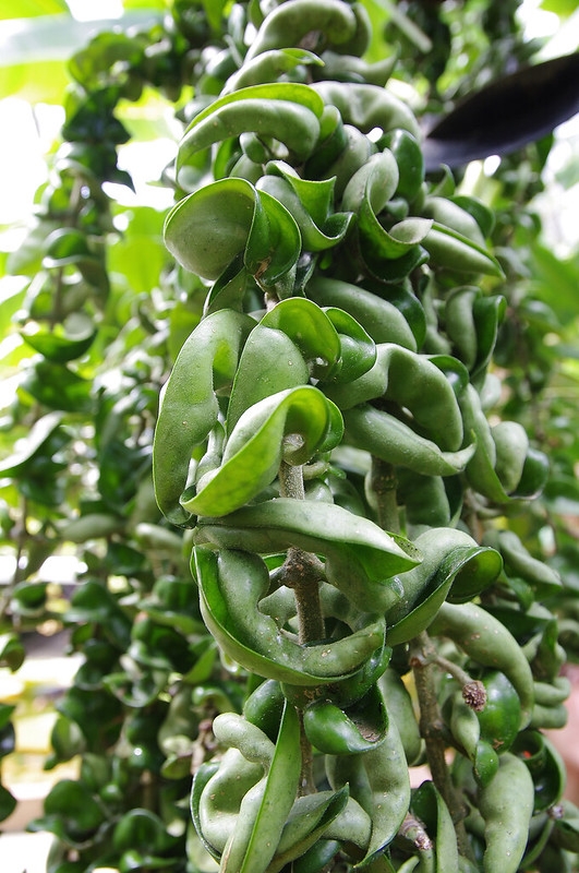 Vining plant in a hanging basket with contorted foliage.