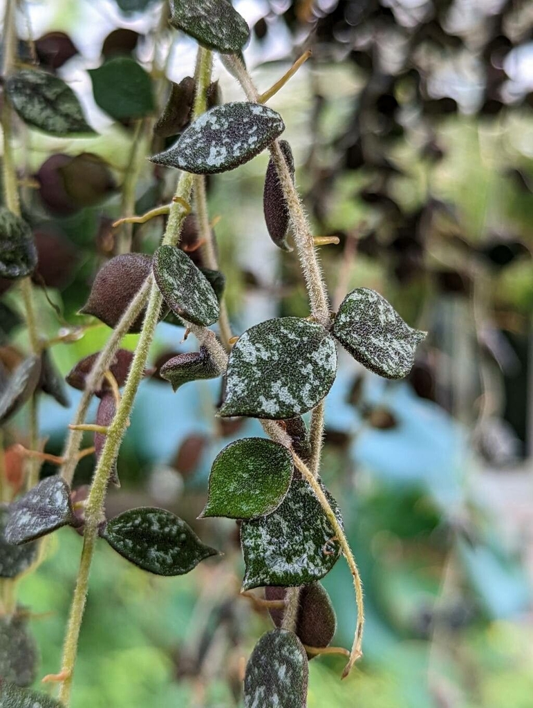 Close-up of leaves showing silvery spots and pubescent stems