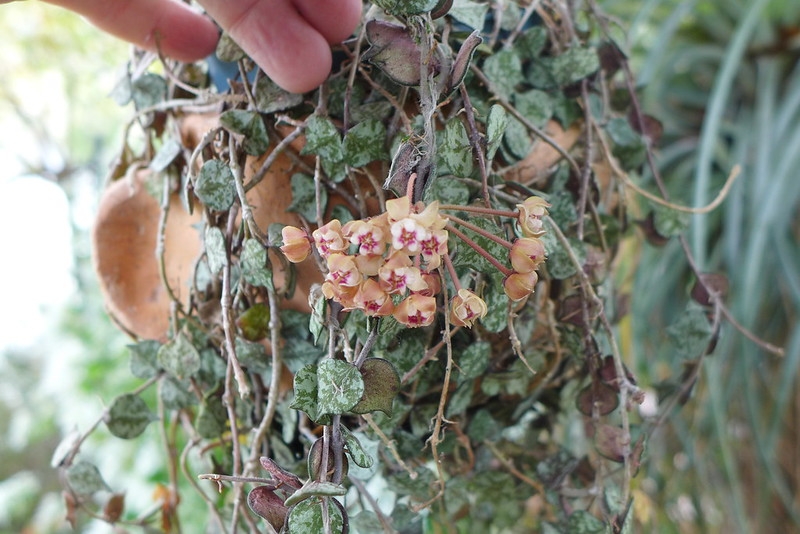 Small mottled leaves and tan-and-white flowers.