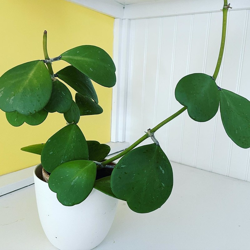 Potted vining plant with heart-shaped leaves.