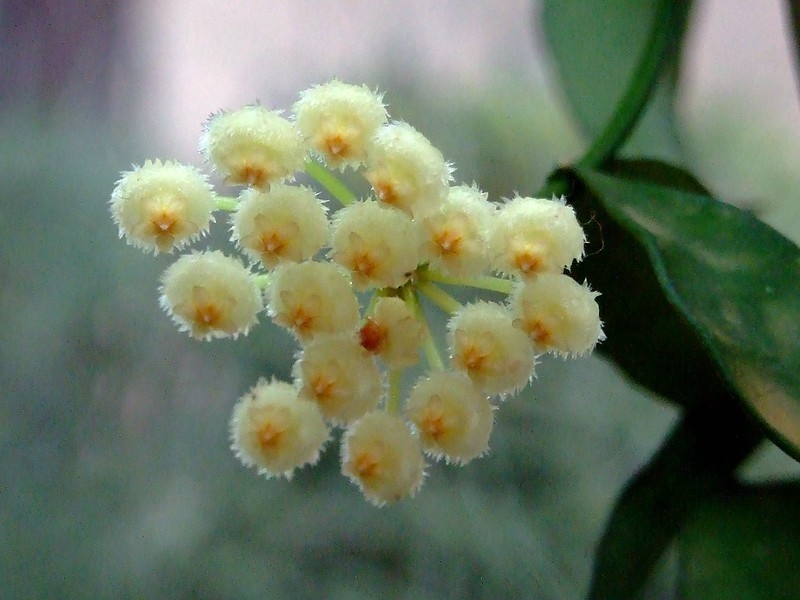 An umbel of creamy white, fuzzy flowers.
