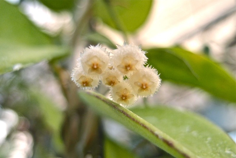 An umbel of creamy white, fuzzy flowers.