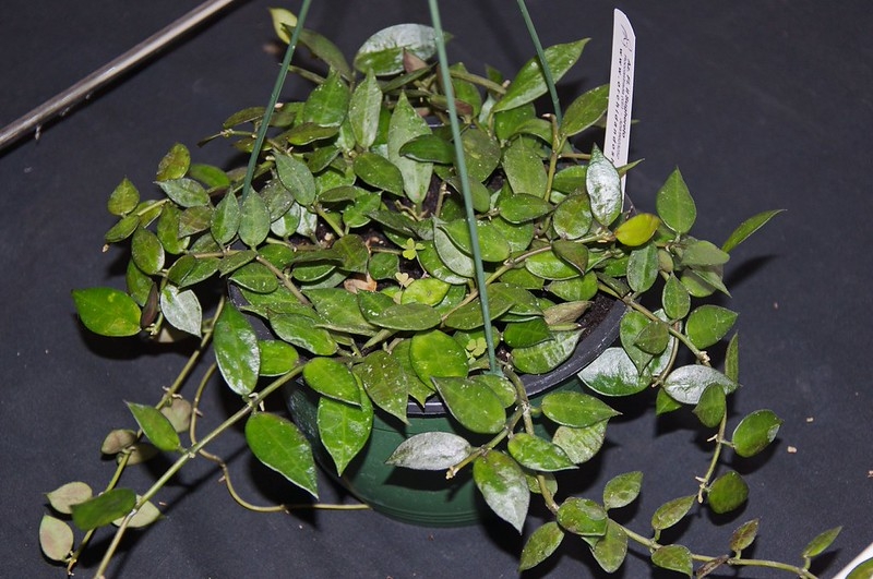 Hanging basket with a trailing plant with opposite leaves.