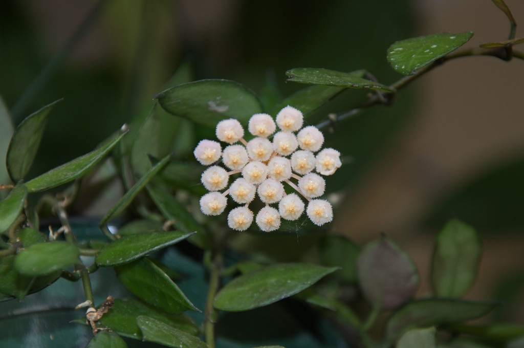 An umbel of creamy white, fuzzy flowers.
