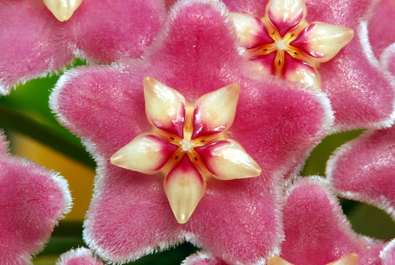 Dark pink, fuzzy, star-shaped flower.