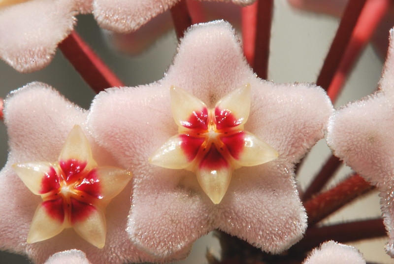 Light pink, fuzzy, star-shaped flower.