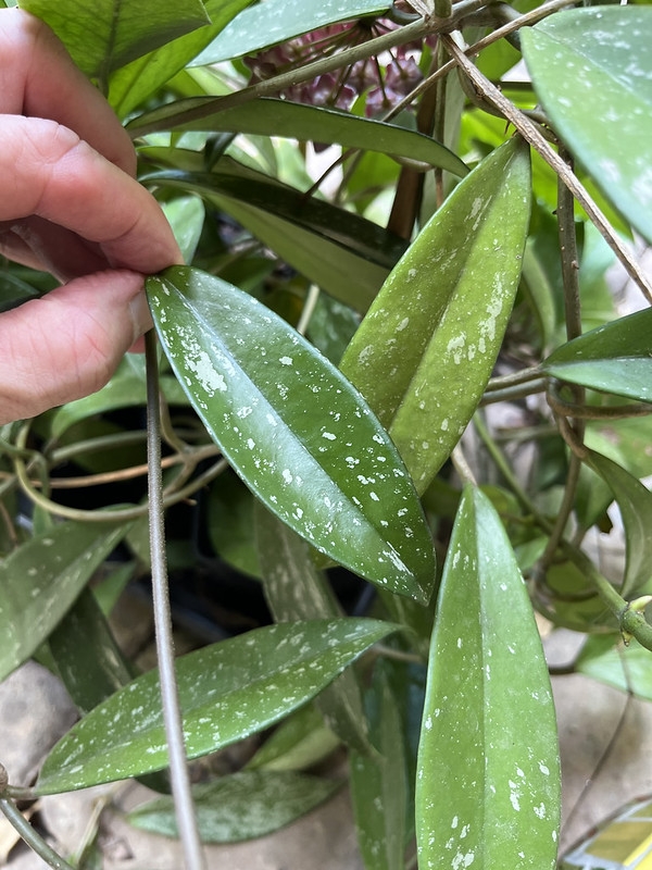 Hand holding a narrowly elliptical leaf with silver speckles.