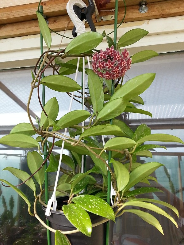 Vining plant in a hanging basket with an umbel of pink flowers.