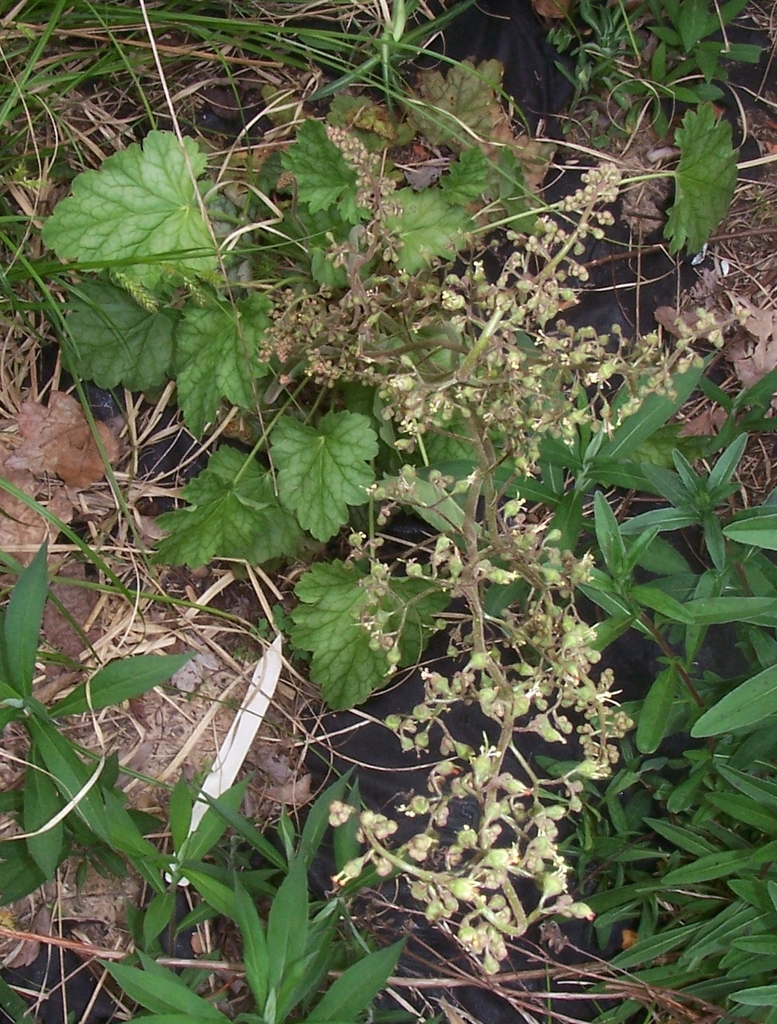 Top view from above the flower stalks & scalloped leaves