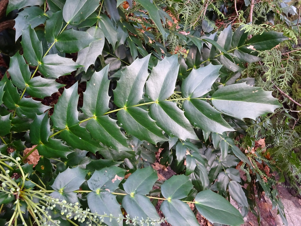 Leaves