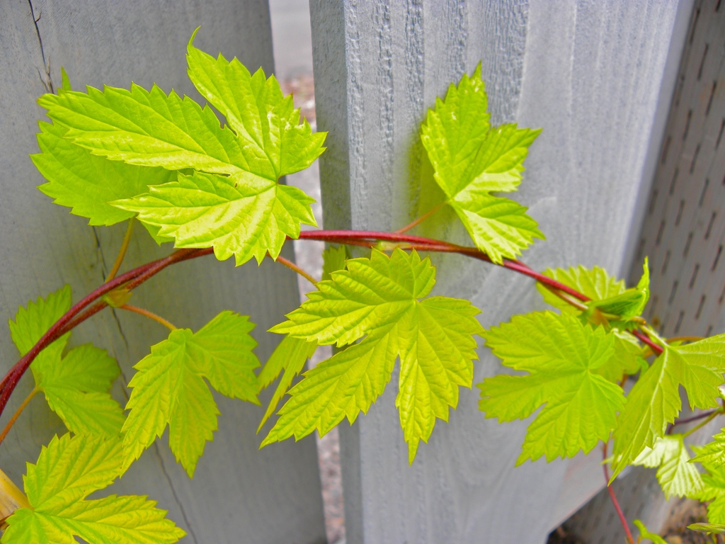 Lime-green, lobed leaves.
