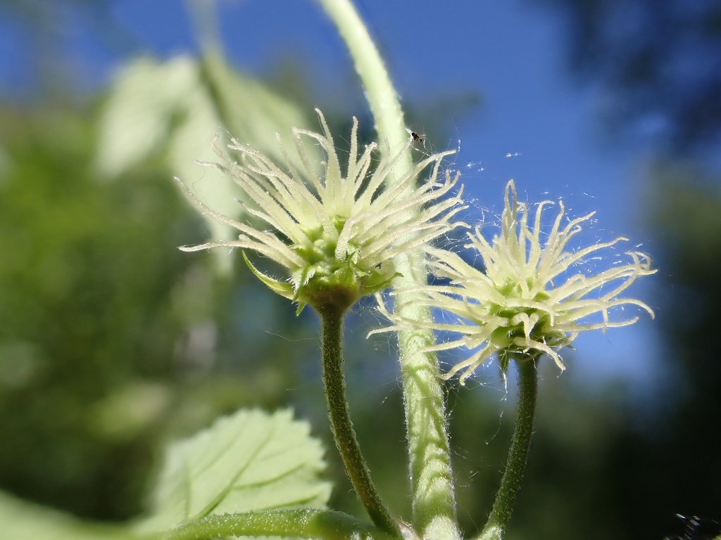 Stigmas protruding from clusters of green flowers.