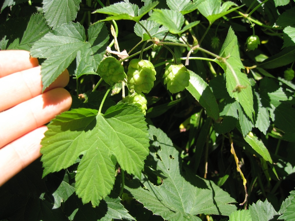 3-lobed leaves and fruits
