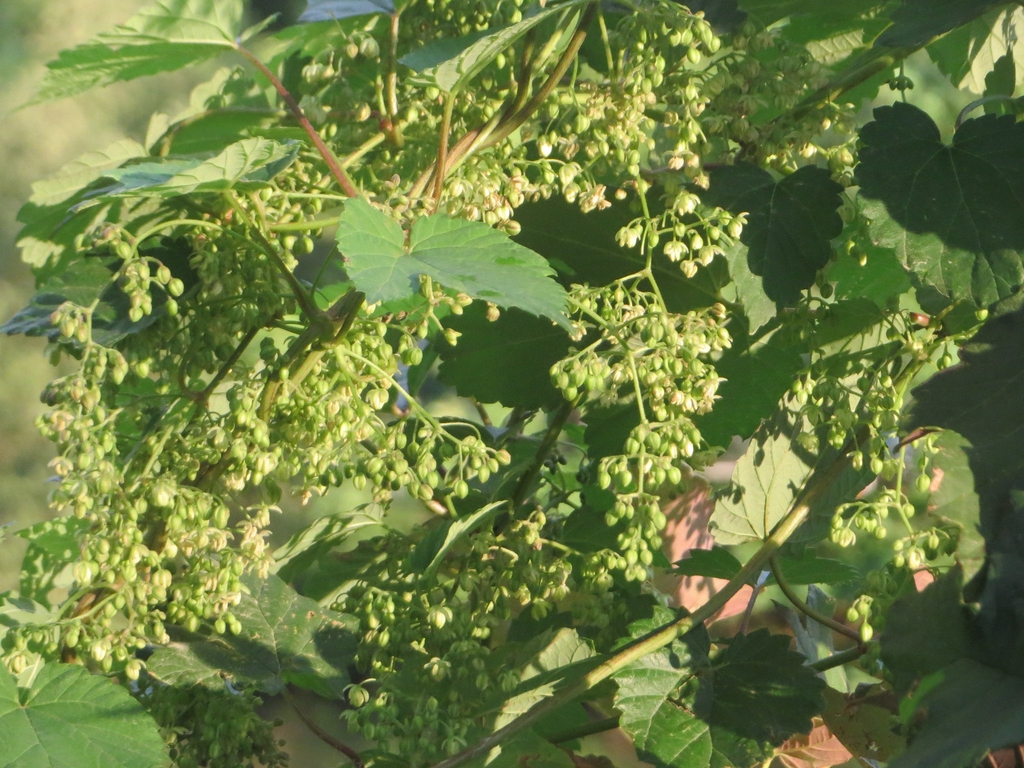 Airy inflorescences of small, green, male flowers