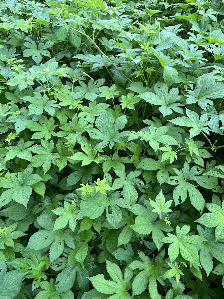 Foliage, showing 5- to 7-lobed leaves.