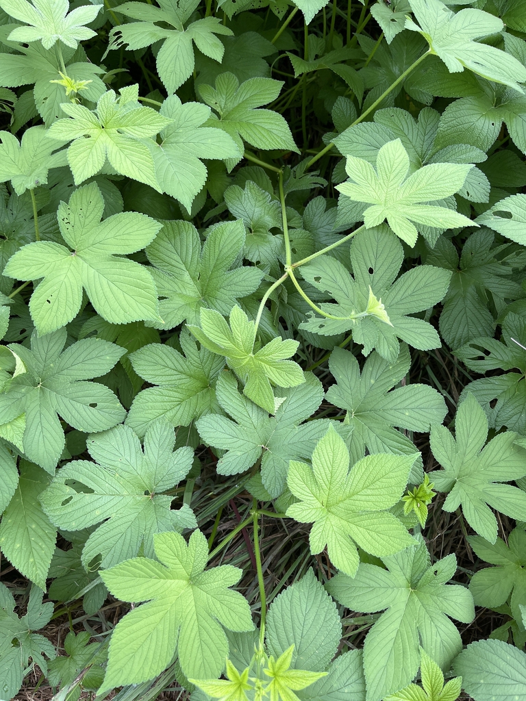 Foliage, showing 5- to 7-lobed leaves.