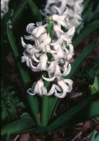 Hyacinthus orientalis