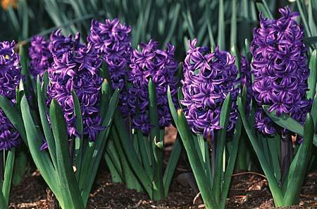 Hyacinthus orientalis