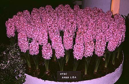 Hyacinthus orientalis