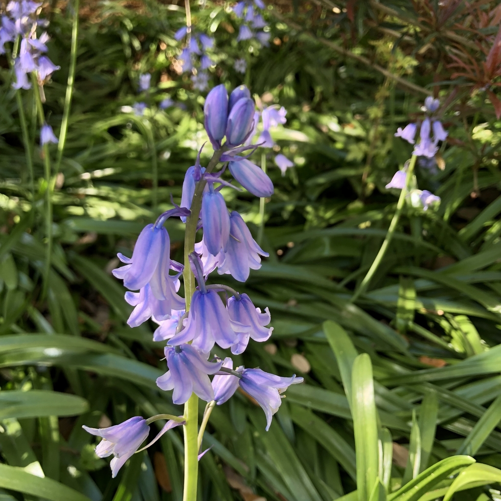 bell shaped flowers on upright spikes