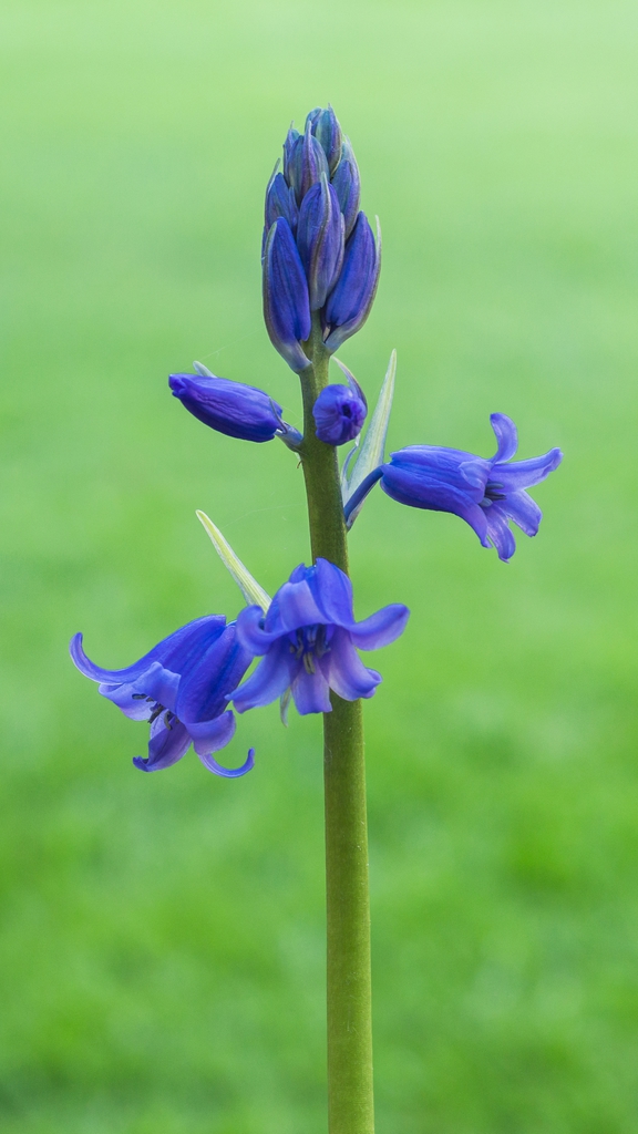 Flower and buds