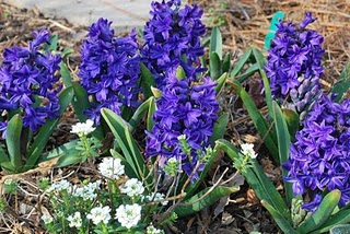 Plant in Bloom