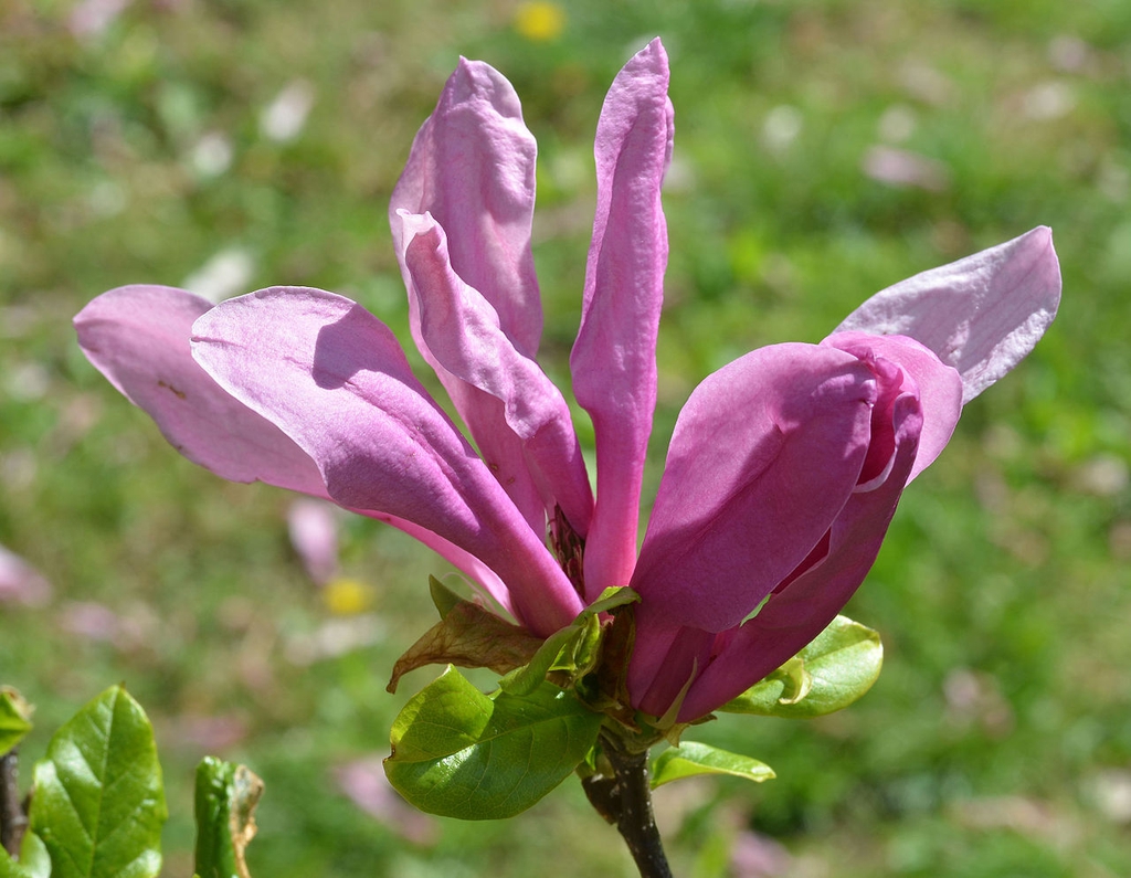 'Susan' flower