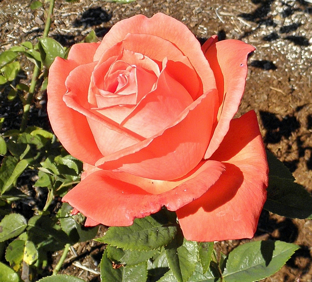 Close-up of a coral pink, fully double rose.