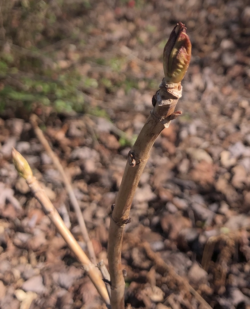 February Leaf Buds